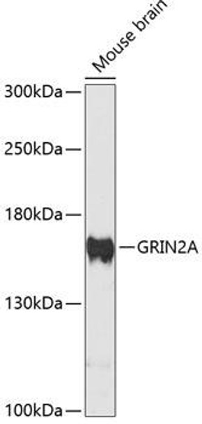 Signal Transduction Antibodies 1 Anti-GRIN2A Antibody CAB13863