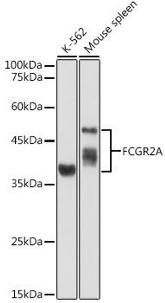 Immunology Antibodies 1 Anti-FCGR2A Antibody CAB1388