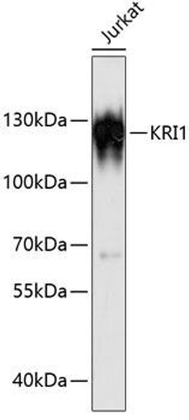 Cell Biology Antibodies 4 Anti-KRI1 Antibody CAB13881