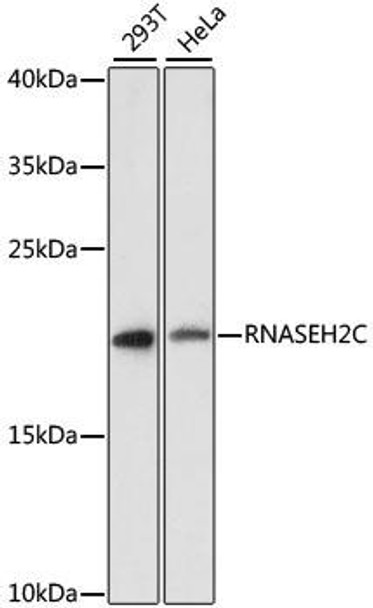 Epigenetics and Nuclear Signaling Antibodies 1 Anti-RNASEH2C Antibody CAB13884