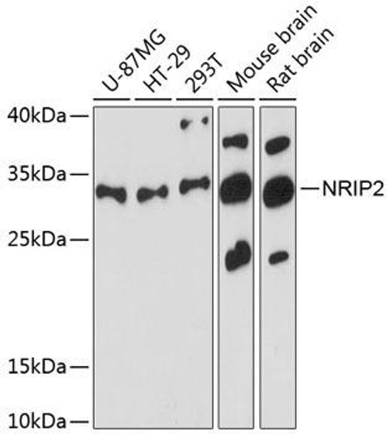 Epigenetics and Nuclear Signaling Antibodies 1 Anti-NRIP2 Antibody CAB13893