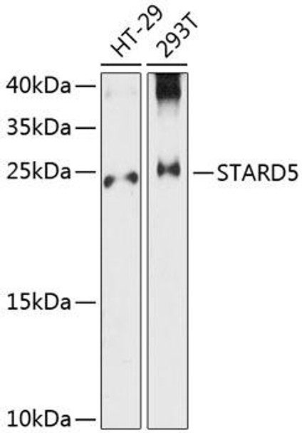 Cell Biology Antibodies 4 Anti-STARD5 Antibody CAB13901