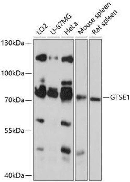 Cell Biology Antibodies 4 Anti-GTSE1 Antibody CAB13902