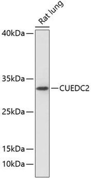 Signal Transduction Antibodies 1 Anti-CUEDC2 Antibody CAB13914