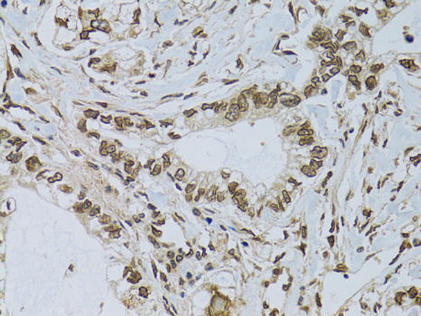 Cell Biology Antibodies 4 Anti-EMD Antibody CAB13925