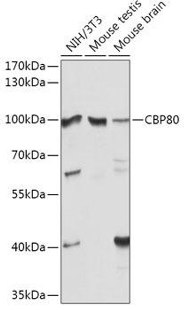 Epigenetics and Nuclear Signaling Antibodies 1 Anti-CBP80 Antibody CAB13939