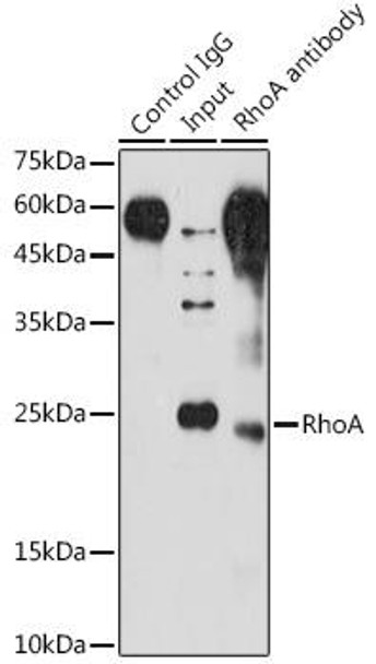 Cell Cycle Antibodies 1 Anti-RhoA Antibody CAB13947