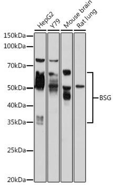 ChIP Antibodies Anti-BSG Antibody CAB13954