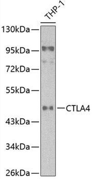 Immunology Antibodies 1 Anti-CTLA4 Antibody CAB13966
