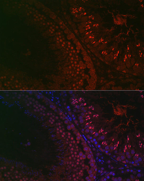 Developmental Biology Anti-DAZL Antibody CAB13970