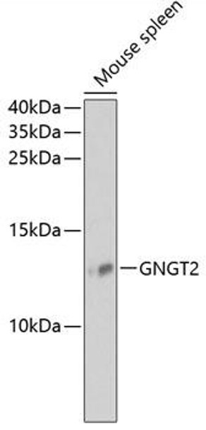 Cell Biology Antibodies 4 Anti-GNGT2 Antibody CAB13992