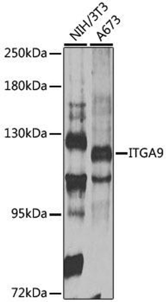 Cell Biology Antibodies 4 Anti-ITGA9 Antibody CAB14007