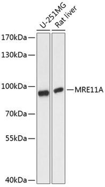Epigenetics and Nuclear Signaling Antibodies 3 Anti-MRE11A Antibody CAB14026