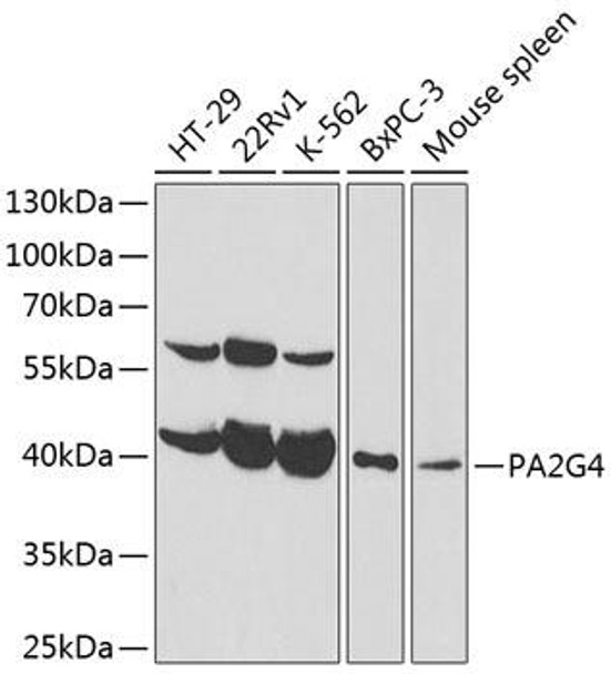 Epigenetics and Nuclear Signaling Antibodies 3 Anti-PA2G4 Antibody CAB14037