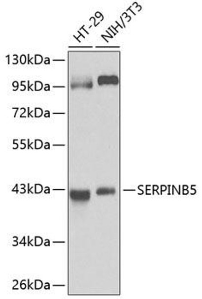 Cell Biology Antibodies 4 Anti-SERPINB5 Antibody CAB14042