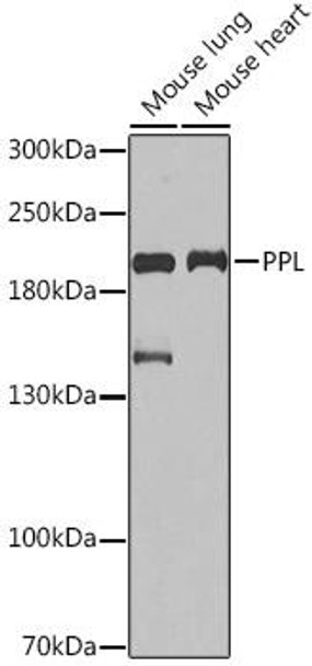 Cell Biology Antibodies 4 Anti-PPL Antibody CAB14051