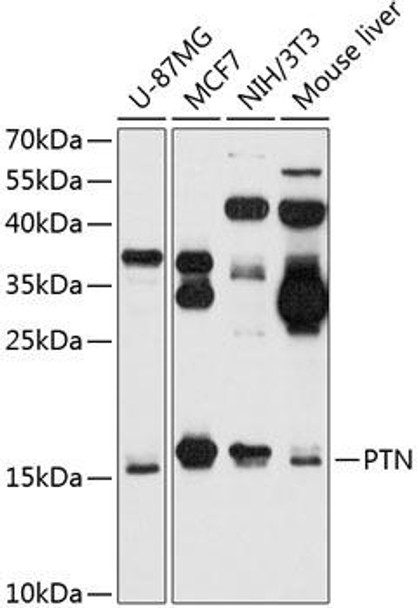 Cell Biology Antibodies 4 Anti-PTN Antibody CAB14054