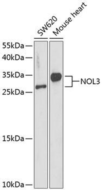 Cell Death Antibodies 1 Anti-NOL3 Antibody CAB14082