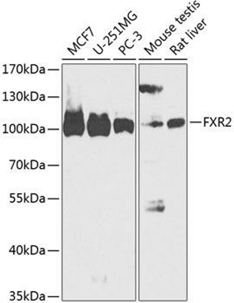Cell Biology Antibodies 4 Anti-FXR2 Antibody CAB14092