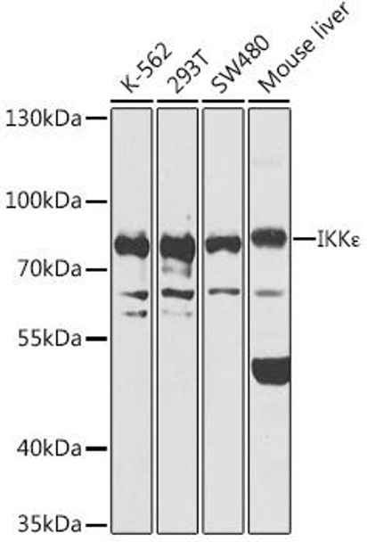 Epigenetics and Nuclear Signaling Antibodies 3 Anti-IKKEpsilon Antibody CAB14093