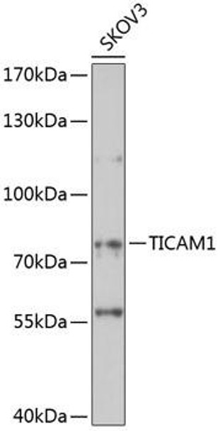 Immunology Antibodies 1 Anti-TICAM1 Antibody CAB14162