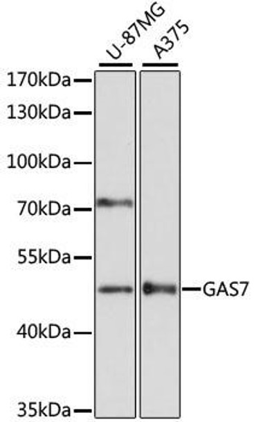 Developmental Biology Anti-GAS7 Antibody CAB14179