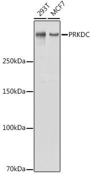 Cell Biology Antibodies 4 Anti-PRKDC Antibody CAB1419