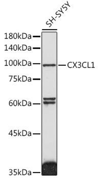 Cell Biology Antibodies 4 Anti-CX3CL1 Antibody CAB14198