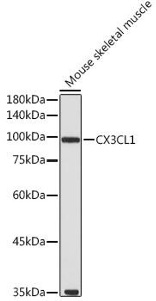 Cell Biology Antibodies 4 Anti-CX3CL1 Antibody CAB14198