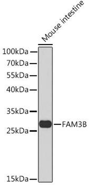 Cell Death Antibodies 1 Anti-FAM3B Antibody CAB14215