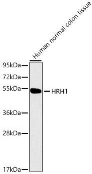 Cell Biology Antibodies 4 Anti-HRH1 Antibody CAB1422