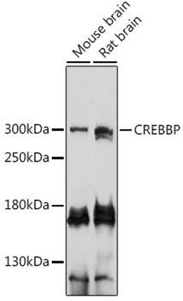 Cell Biology Antibodies 4 Anti-CREBBP Antibody CAB14237