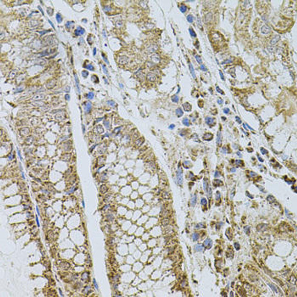 Cell Biology Antibodies 4 Anti-SELP Antibody CAB1425