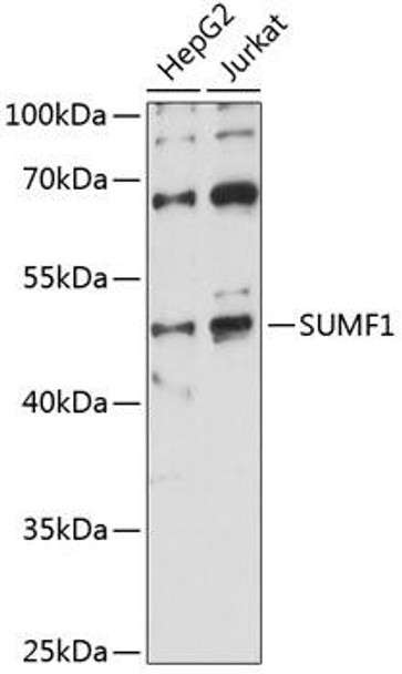 Cell Biology Antibodies 4 Anti-SUMF1 Antibody CAB14304