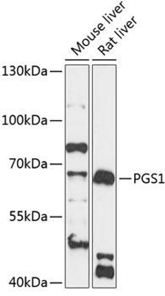 Metabolism Antibodies 1 Anti-PGS1 Antibody CAB14308