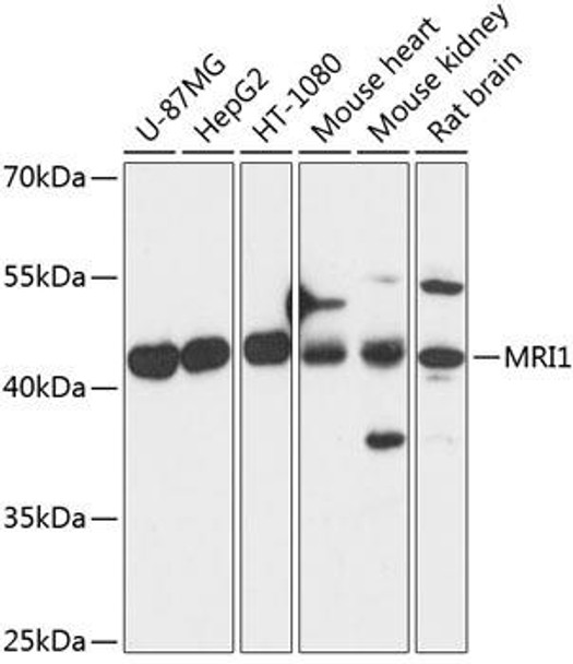 Metabolism Antibodies 1 Anti-MRI1 Antibody CAB14344