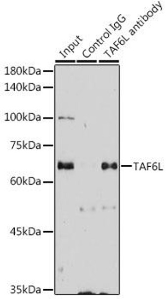 Epigenetics and Nuclear Signaling Antibodies 3 Anti-TAF6L Antibody CAB14369