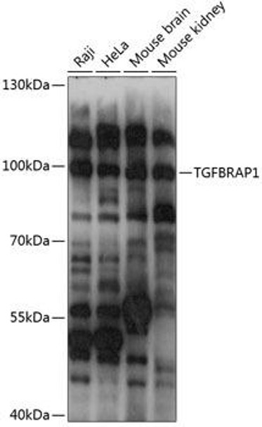 Cell Biology Antibodies 4 Anti-TGFBRAP1 Antibody CAB14386