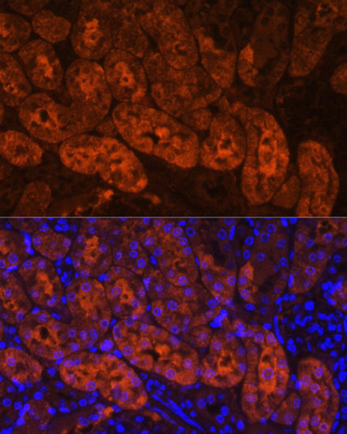 Signal Transduction Antibodies 1 Anti-MIOX Antibody CAB14409