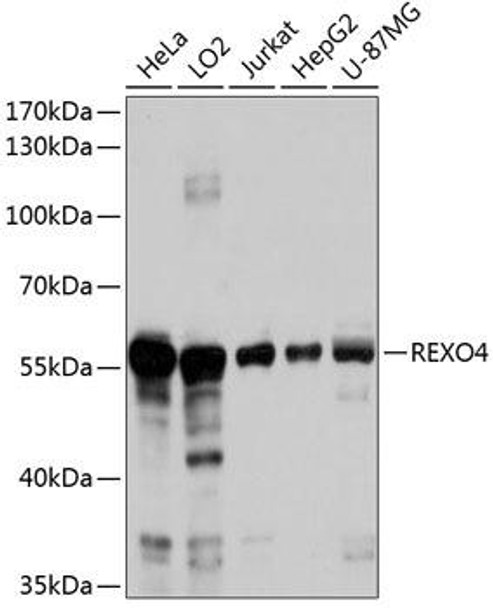 Epigenetics and Nuclear Signaling Antibodies 3 Anti-REXO4 Antibody CAB14414