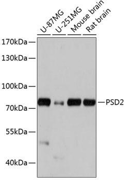 Cell Biology Antibodies 5 Anti-PSD2 Antibody CAB14429