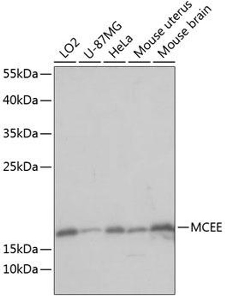 Cell Biology Antibodies 5 Anti-MCEE Antibody CAB14430