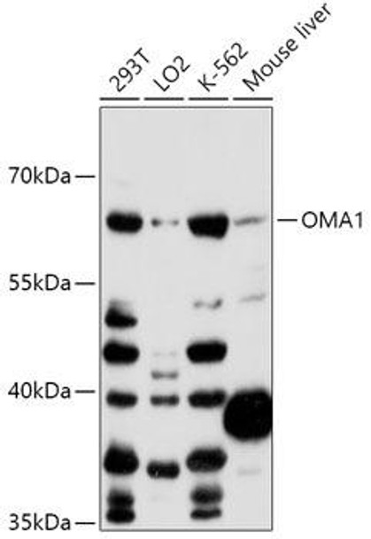 Cell Biology Antibodies 5 Anti-OMA1 Antibody CAB14437