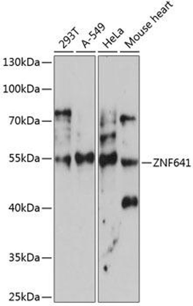Epigenetics and Nuclear Signaling Antibodies 3 Anti-ZNF641 Antibody CAB14438
