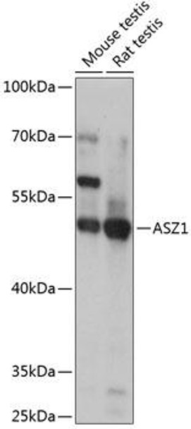 Developmental Biology Anti-ASZ1 Antibody CAB14447