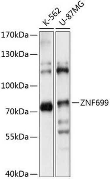 Epigenetics and Nuclear Signaling Antibodies 3 Anti-ZNF699 Antibody CAB14466