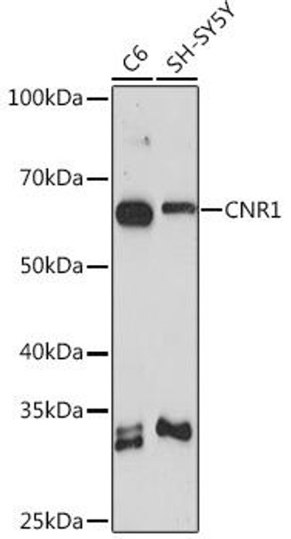 Cell Biology Antibodies 5 Anti-CNR1 Antibody CAB1447