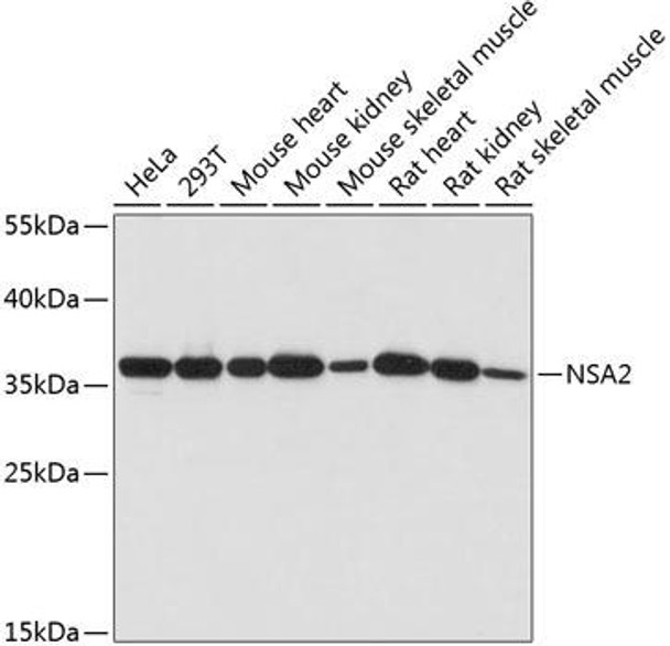 Cell Biology Antibodies 5 Anti-NSA2 Antibody CAB14475