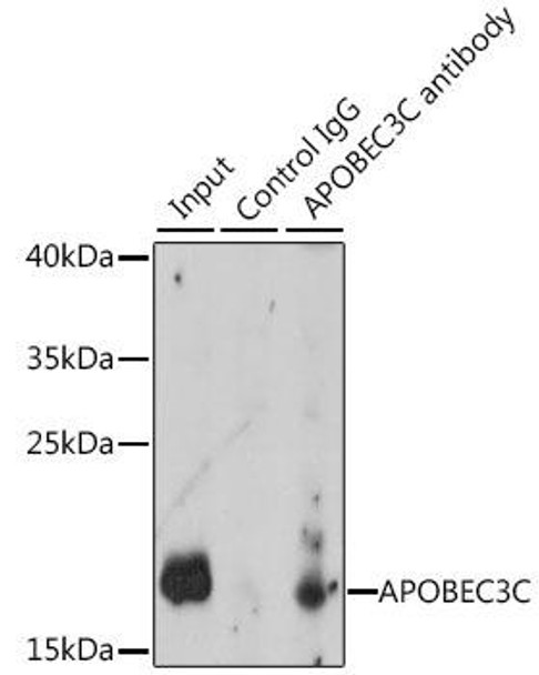 Immunology Antibodies 1 Anti-APOBEC3C Antibody CAB14510