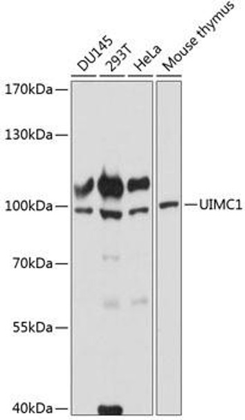 Epigenetics and Nuclear Signaling Antibodies 3 Anti-UIMC1 Antibody CAB14512